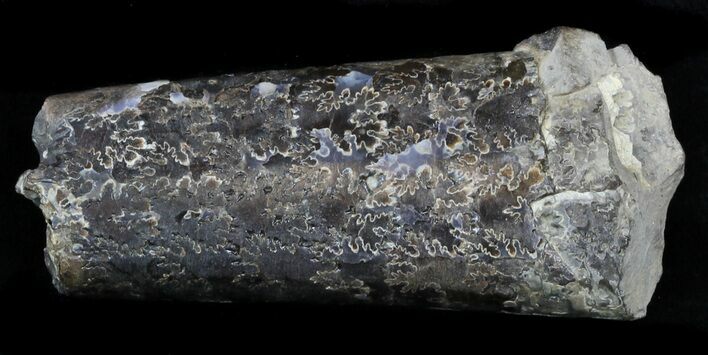 Fossil Baculites Section - South Dakota #33883